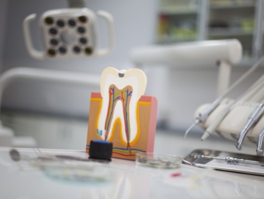 Model of tooth showing the nerves and root canals